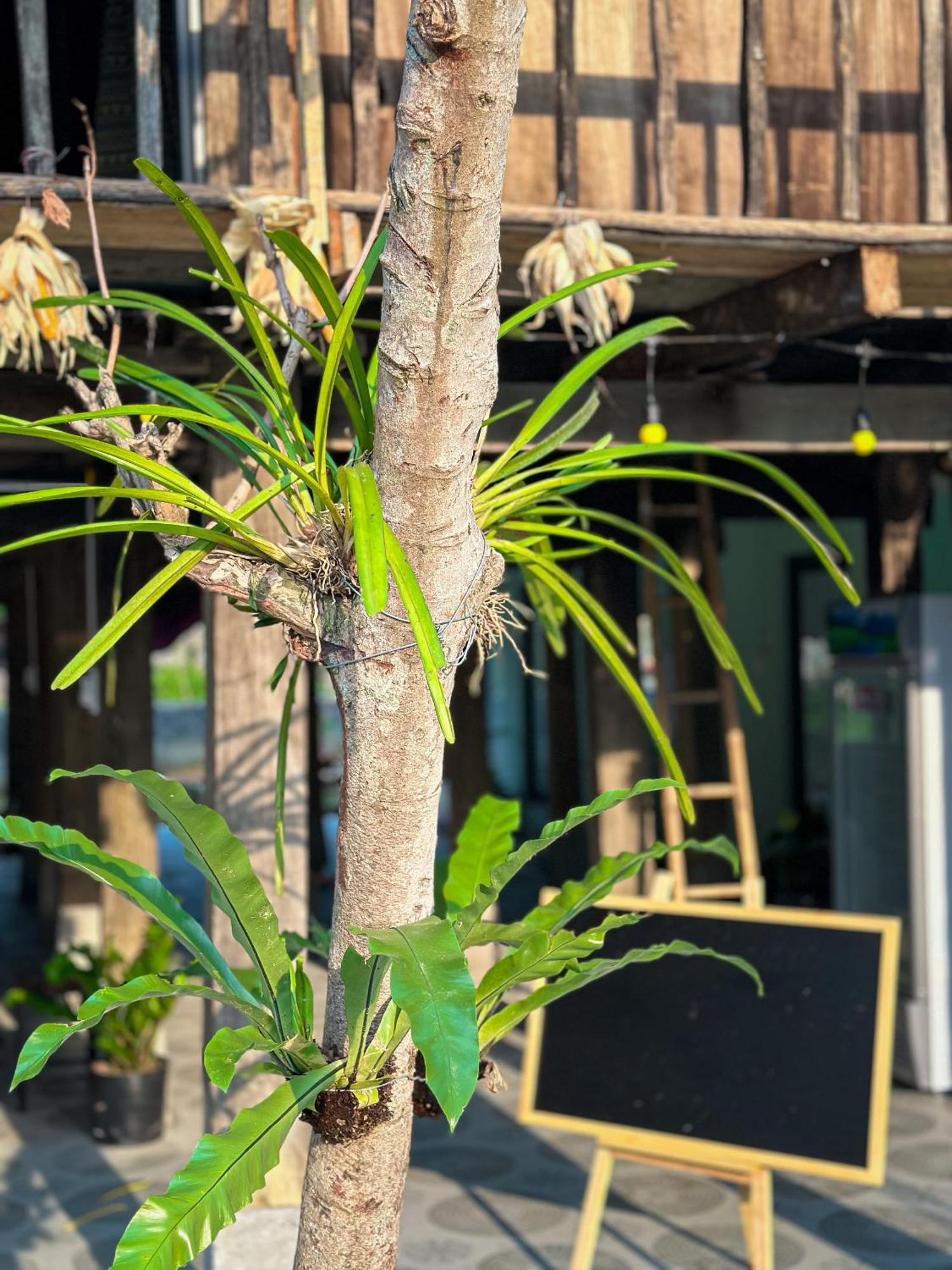 Làng Cac Du Gia Thu'S Homestay מראה חיצוני תמונה